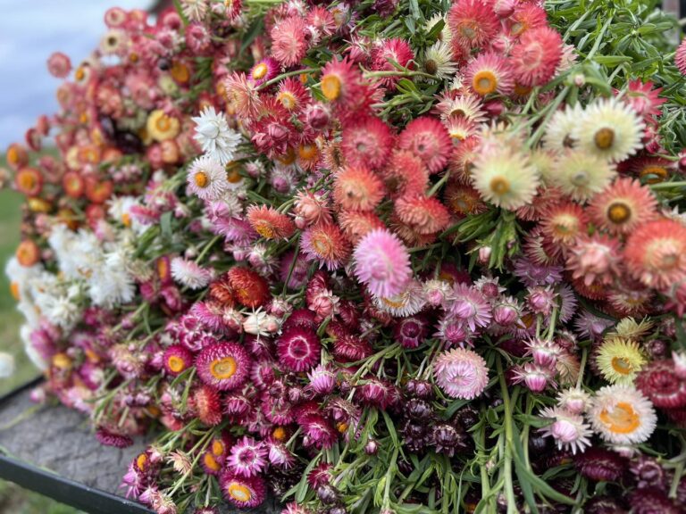 AiryPointFarms 2 768x576