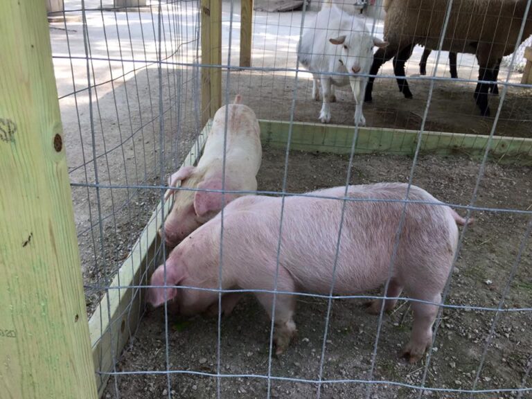 Petting Zoo2 768x576