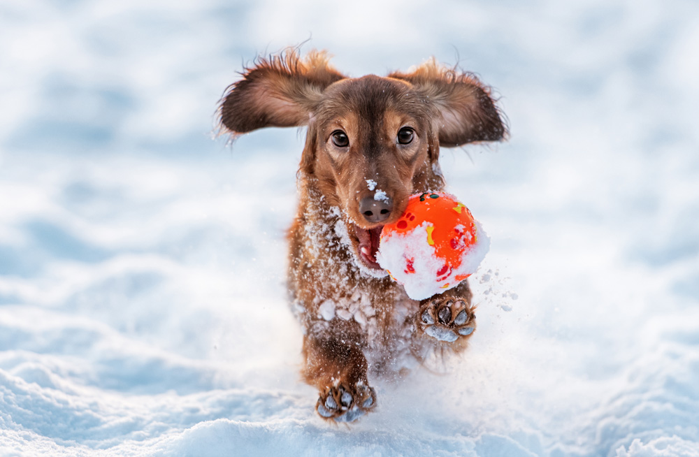 Fond du Lac Humane Society Shares Tips on Keeping Your Pets Safe During Cold Weather